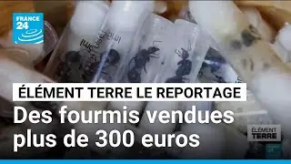 Le trafic mondial d&rsquo;insectes, nouveau business en plein essor &bull; FRANCE 24