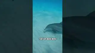 Dark Side Of Dolphins 😰