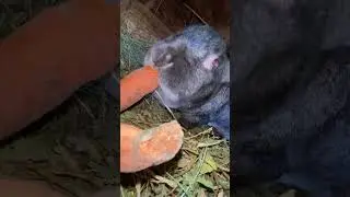 #RabbitEatingCarrot#BunnyEatsCarrot#CuteAnimalEating#PetEating#Shorts#YouTubeShorts#ViralShorts
