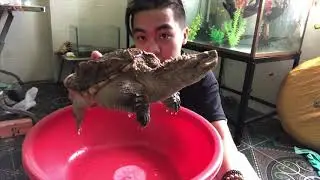 Florida snapping turtle | Máu chó nhiều hơn máu rùa | PPeng_TV