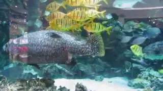 ТРЦ Ocean Plaza, Киев, Аквариум сплошное удовольствие:)