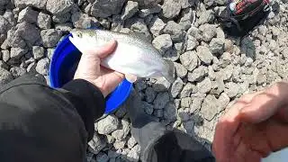 Bobbers For Trout(Trout Magnet/ Mini Tubes)