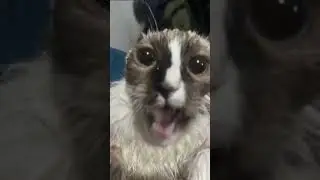 Very meow meow motivation #cat