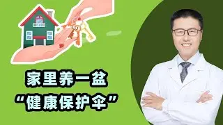 家里养一盆，药费不用花！最安全的健康&ldquo;保护伞&rdquo;（中医养生） 【老安谈健康】