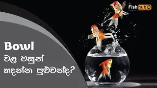 Keeping FISH in Fish Bowls | Sinhala |