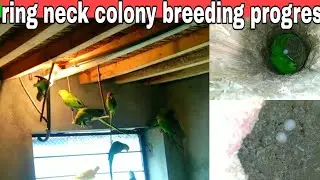 ring neck colony breeding progress #breeding progress#manika parrot#