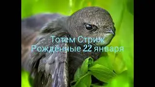 Тотем Стриж рождённые 22 января