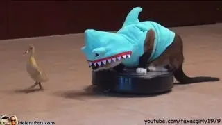 Shark Cat: The Song