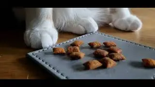 DAY 167 CAT LIFE LOOK BACK AT 166 DAYS OF FUURRR 🐈😸&hearts;️