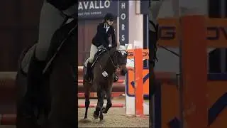 Horse jumping  #shortvideos  #foryou #horse #short #shorts #shortvideo #trending #viral #fyp #love