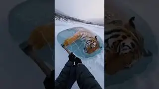 Extracting a tiger from frozen ice