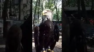 Aquila di mare testabianca parco della Selvotta