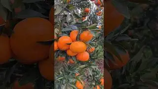 How to new fruit #fruit #fruitcutting #fruitsalad #fruitlover #2025 #priyasharma