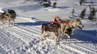 Dog Sledding with Scott Hudson, Goose Bay, Labrador