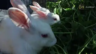 Daily Pet Routine 😍 Baby Rabbits😍  Geese😍l Long Neck Duck😍Cute Baby Chickens - Funny Baby chicks