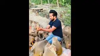 monkey,baby monkey,pregnant monkey,pet monkey