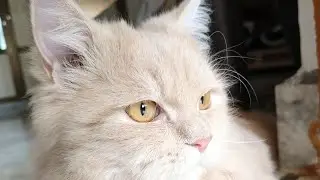 Ballu Cat Voice 🤣🤣🤣..@cat_ballu786 #viral #catvoice #catvideos #doglife 