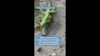 Cold-stunned iguanas in Delray Beach, Florida | Dec. 31, 2025