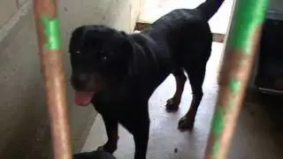 BOX 31 Negri y Rottie ETXAURI