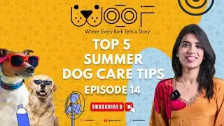 Top 5 Summer Dog Care Tips || Woof Episode-14