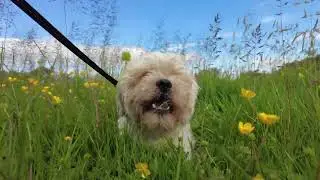 Finally, the Terriers are getting their grass cut 😍 | Thorpeman | Dogs | Grooming