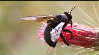 Bees and Flowers Pollination - The most important value of bees in nature is to pollinate Flowers.