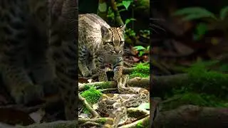 Boa Constrictor vs Ocelot  Sudden Strike Ends the Jungle Standoff &ndash; Wild Animal Face Off