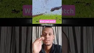animal reaction video magarmacch snake hunting #birds #wildlife #animals#duet #collab #shortanimal