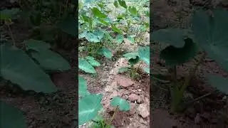 Growing organic  Eddoe #vegetable