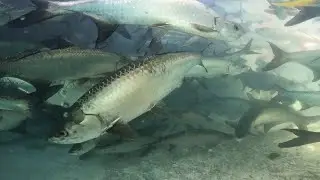 me vine a RINCÓN DEL MAR a nadar con SABALOS y TIBURONES // Archipiélago de San Bernardo