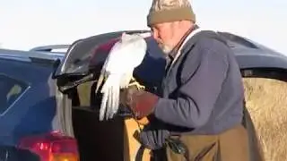 Frank Taylor Films No. 018  -  Ben and His White Goshawk
