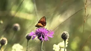 Dark Green Fritillary