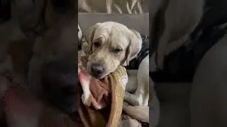 Dogs #dogs #labrador #petlovers #pets #goldenretreivers