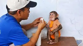This Baby Monkey&rsquo;s Reaction to His Favorite Fruit Is TOO CUTE 😍 | Cubin