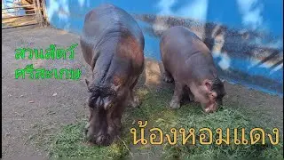 น้องหอมแดง (ลูกฮิปโปโปเตมัส) 