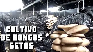 HONGOS SETAS |&iquest;C&oacute;mo se Cultivan?| &iquest;C&oacute;mo se preparan?| Pueblear
