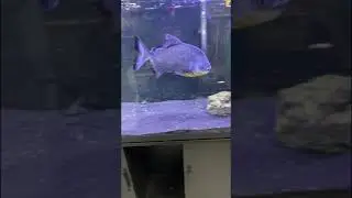 Huge Pacu Fish #shorts