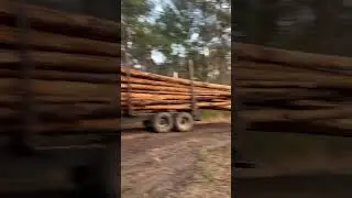 Logging South Carolina forestry #logger #logginglife #construction #loggerlife #trucker