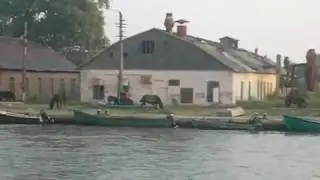 Delta dunarii si caii salbatici !