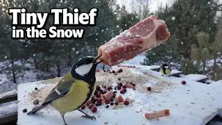 Tiny Thief in the Snow 🐦🥩 Bird Steals Meat  Nature Sounds Only
