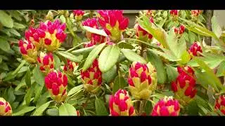 Canon EOS M Magic Lantern Crop Mood 1x1 2.2k 14bit Cosmicar Lenses