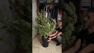 Cream Caramel auto DWC hidropon&iacute;a