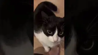  cat lovers.Purr-fect moment🐈&zwj;⬛ 🐾 🐈,just cat things ✨#Cat #funny video 🐾