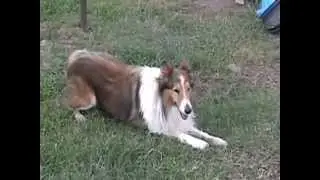 Southwest Collie Rescue - OTIS