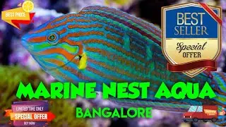 Marine Nest Aqua / Marine Fish / Salt Water Fish store visiting Marine Nest Aqua Bangalore