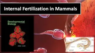 INTERNAL_FERTILIZATION IN  MAMMALS ||GILBERT DEV BIOLOGY||SHORT NOTES||SCIENCE PPT WORLD