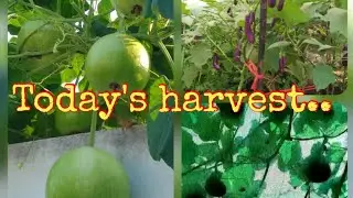Kalpana&rsquo;s garden - Today's harvest... 18/12/2020