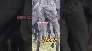 laado Top Quality Z black Female 🔥 #bakramandi #viral #goatfarmer #farmgoat #farming #bawagoatfarm