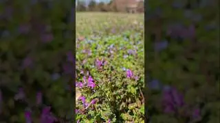 Spring has come to Tennessee | Spring Hill, TN #shorts