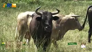 Ganadería Vista Hermosa | San Pelayo 2025.